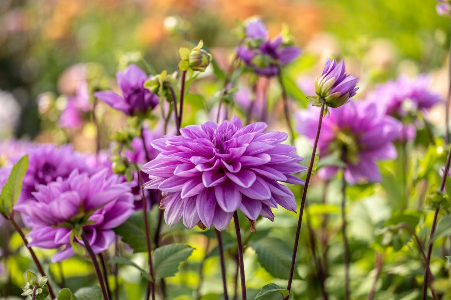 Dahlia 'Lilac Time'
